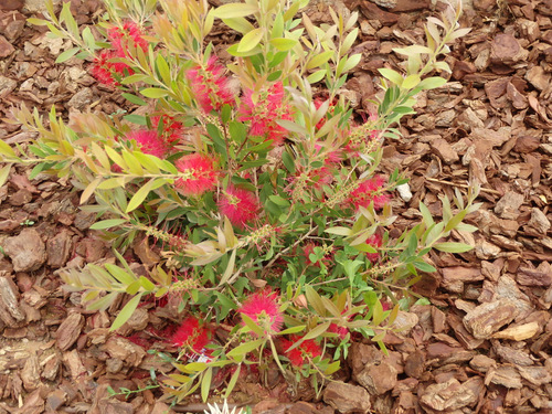 Bottle Brush.